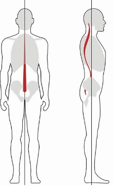 The normal standing upright posture