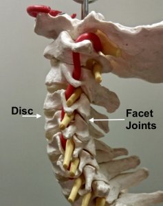 facet joints