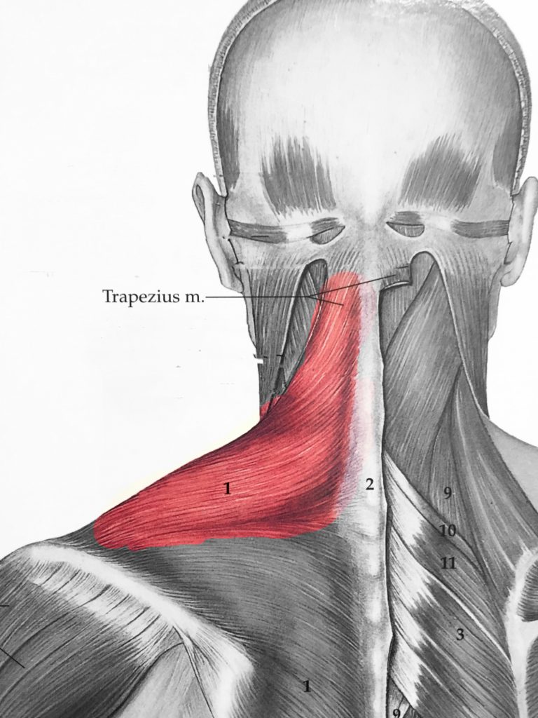 Whiplash & Shoulder Pain - North County Chiropractor - Dr. Martin Schmaltz