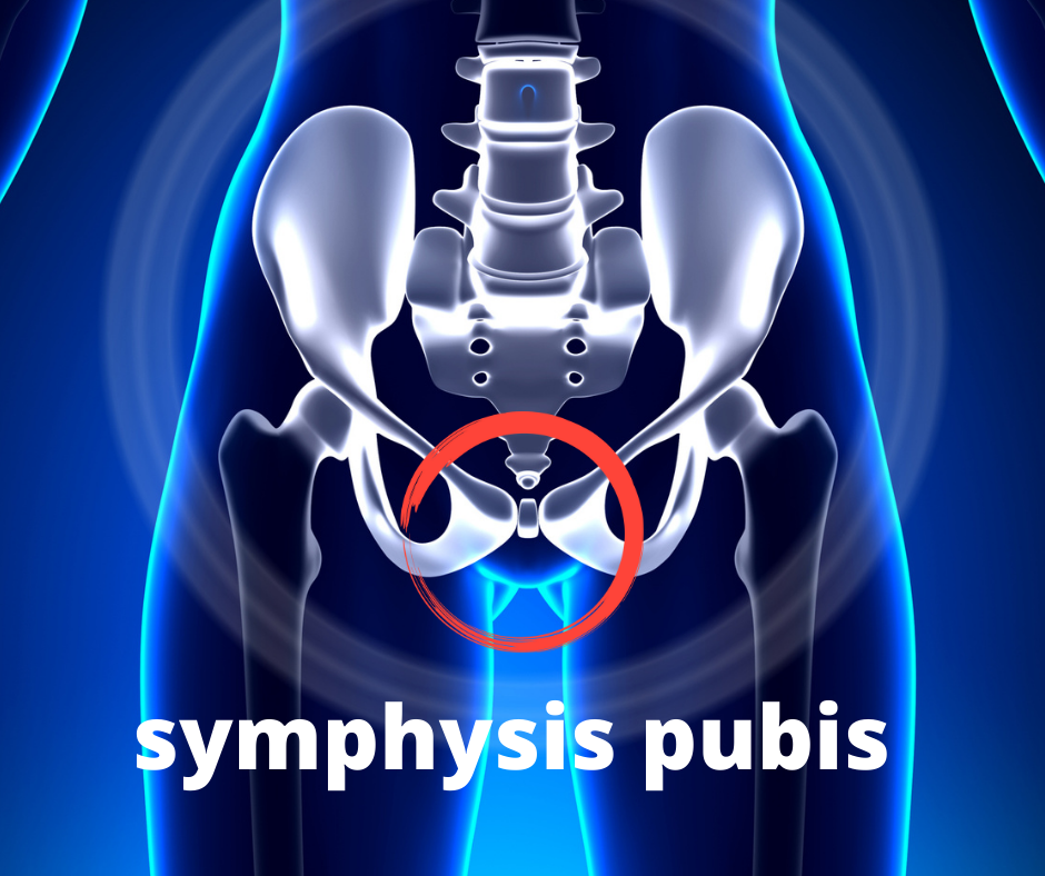 symphysis-pubis-dr-martin-schmaltz